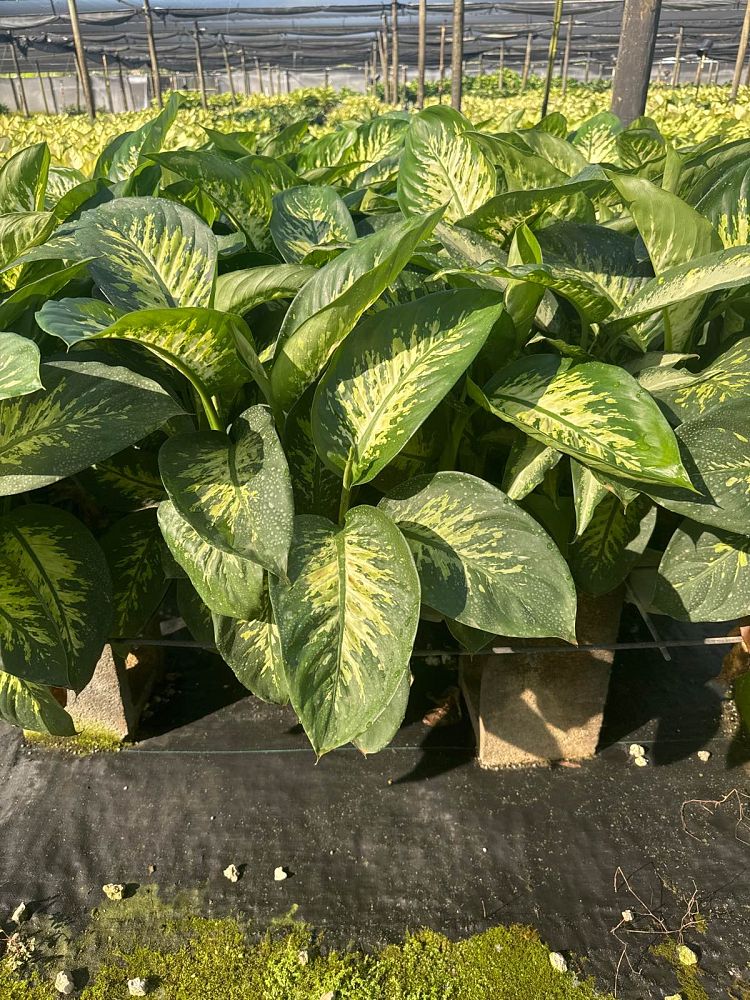 dieffenbachia-amoena-tropic-snow-dumb-cane