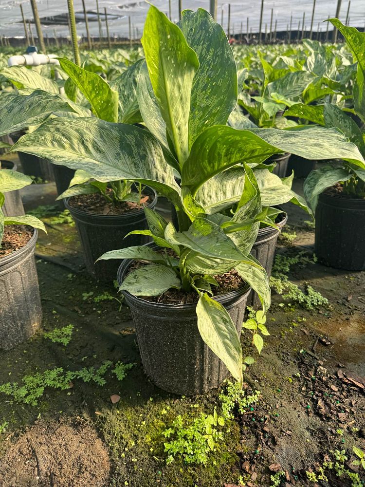 dieffenbachia-amoena-tropic-snow-dumb-cane