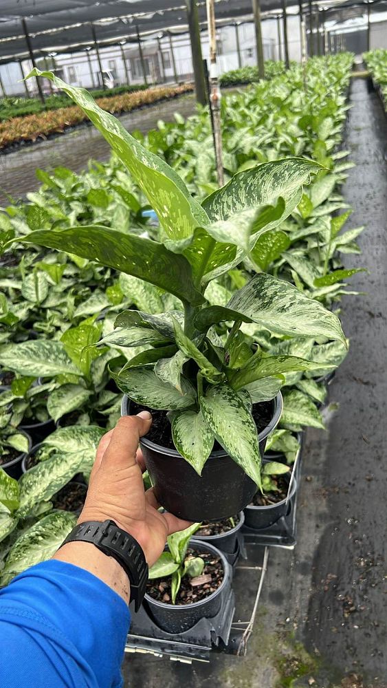 dieffenbachia-amoena-tropic-snow-dumb-cane