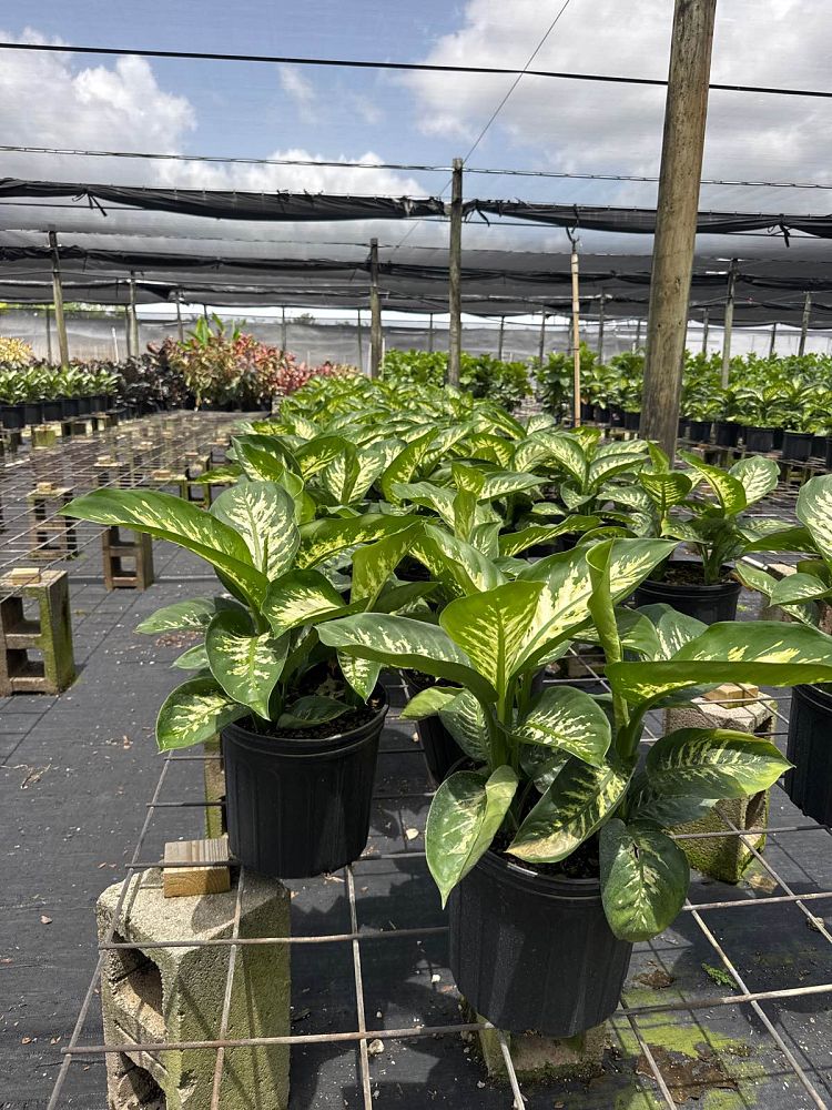 dieffenbachia-amoena-tropic-snow-dumb-cane