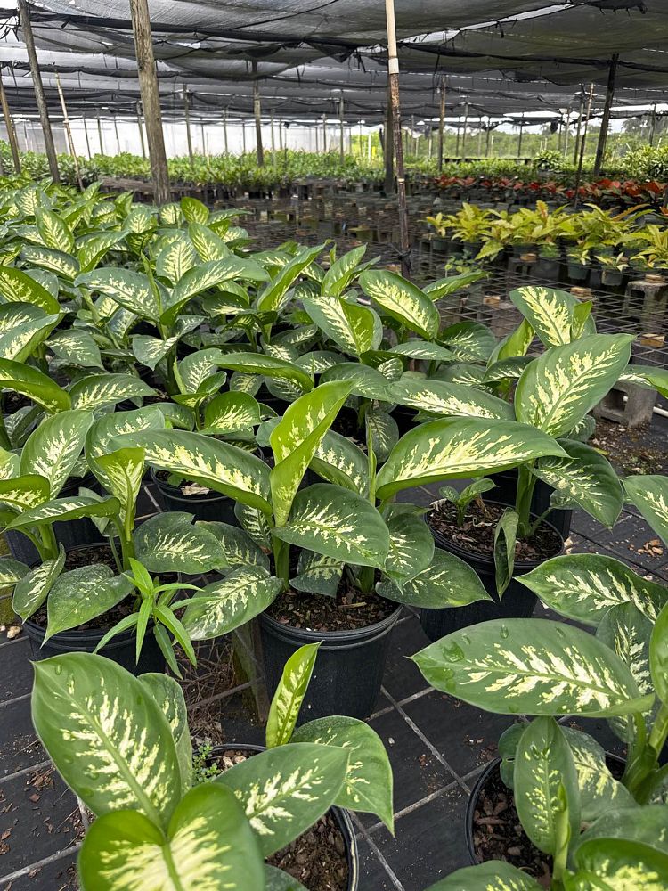 dieffenbachia-amoena-tropic-snow-dumb-cane