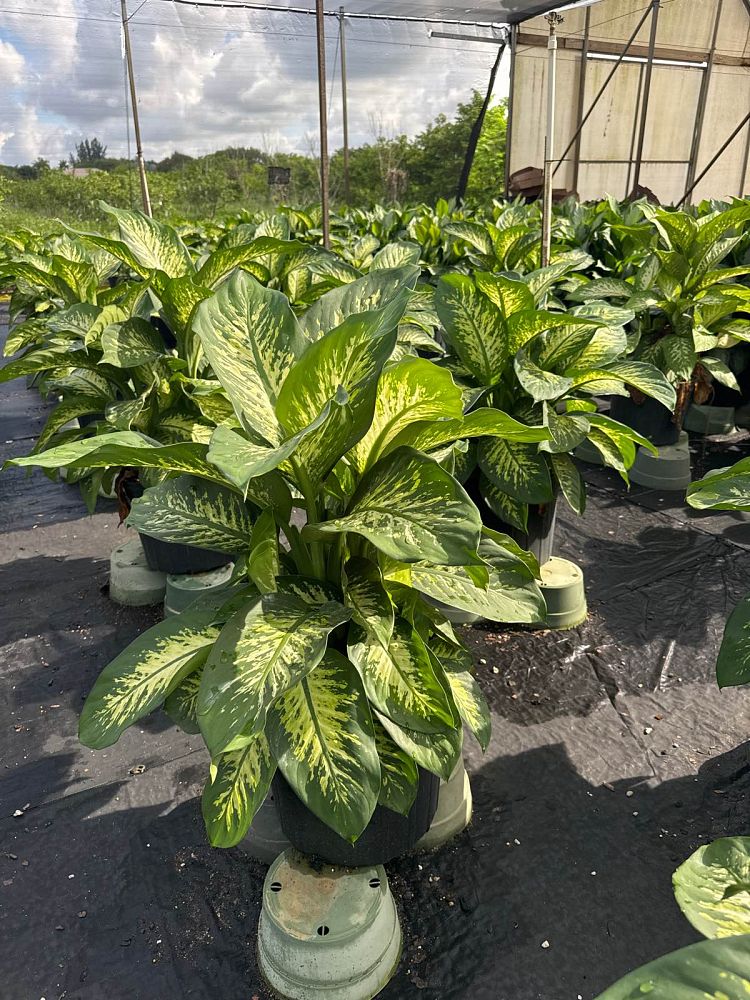 dieffenbachia-amoena-tropic-snow-dumb-cane