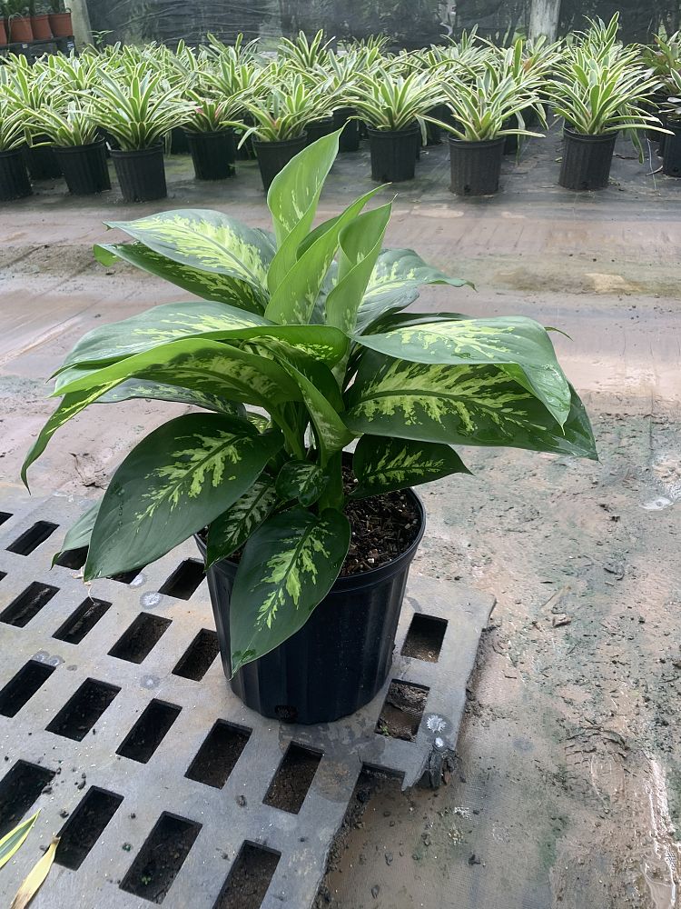 dieffenbachia-amoena-tropic-snow-dumb-cane