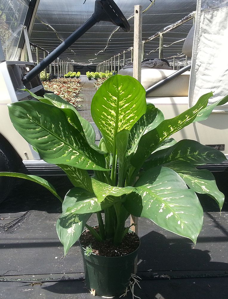 dieffenbachia-bryant-compacta-dumbcane