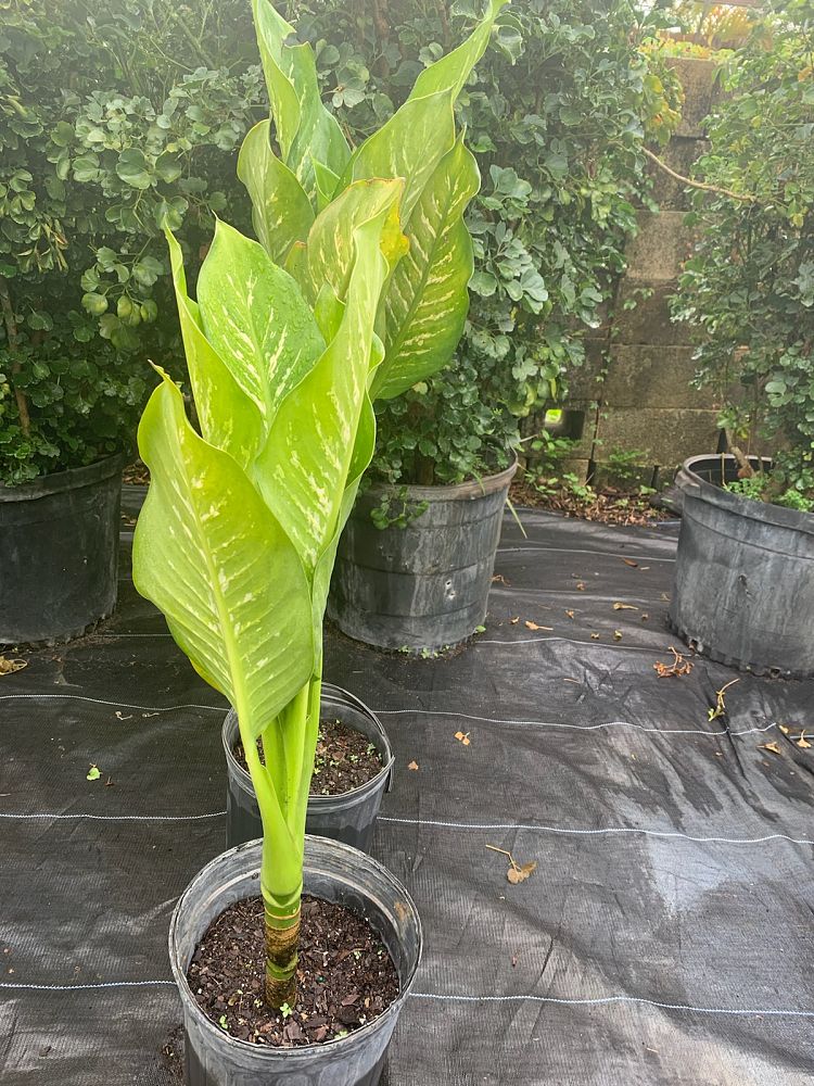 dieffenbachia-bryant-compacta-dumbcane