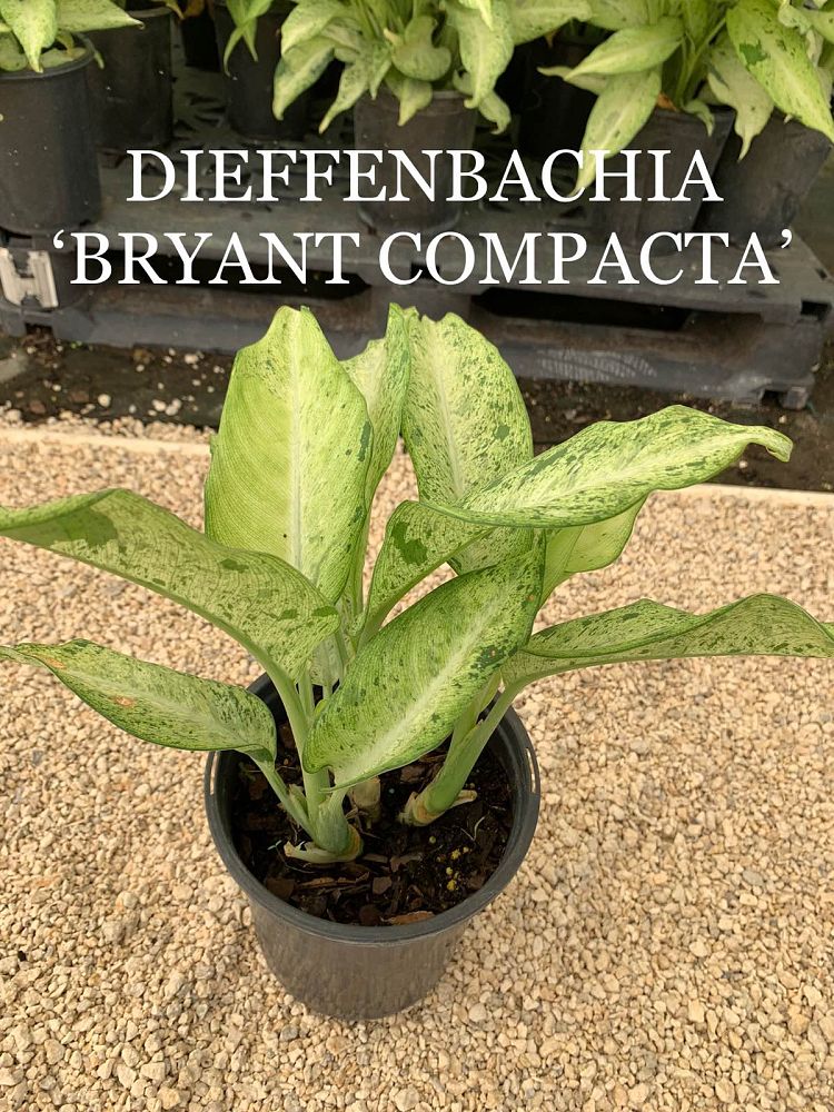 dieffenbachia-bryant-compacta-dumbcane