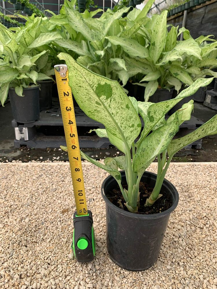 dieffenbachia-bryant-compacta-dumbcane