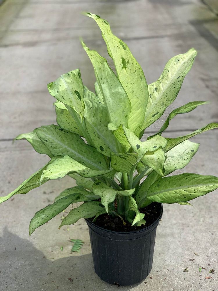 dieffenbachia-camouflage-dumbcane