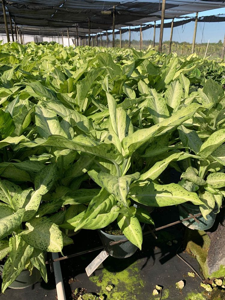 dieffenbachia-camouflage-dumbcane