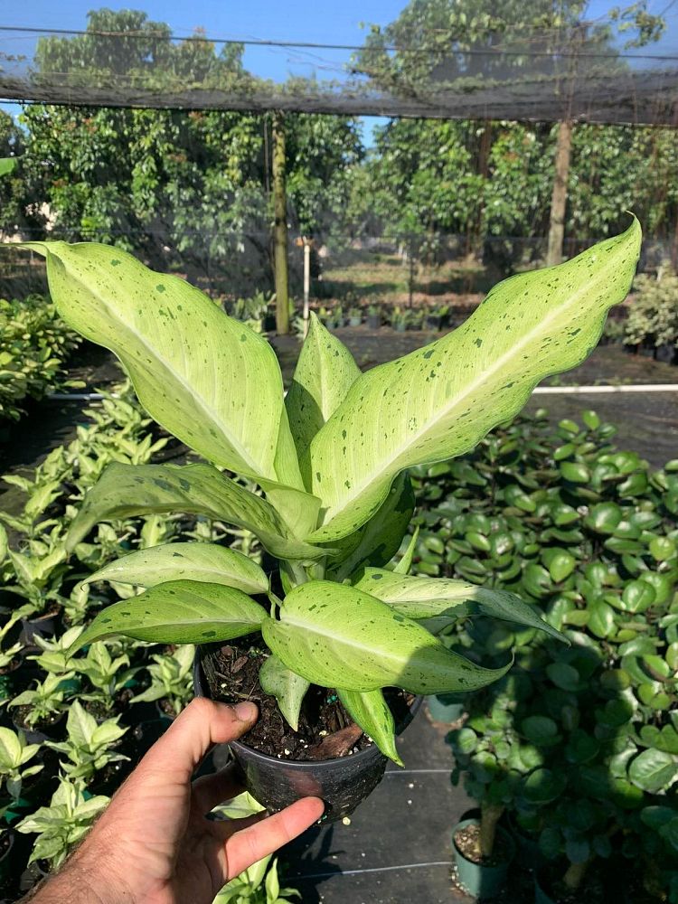 dieffenbachia-camouflage-dumbcane
