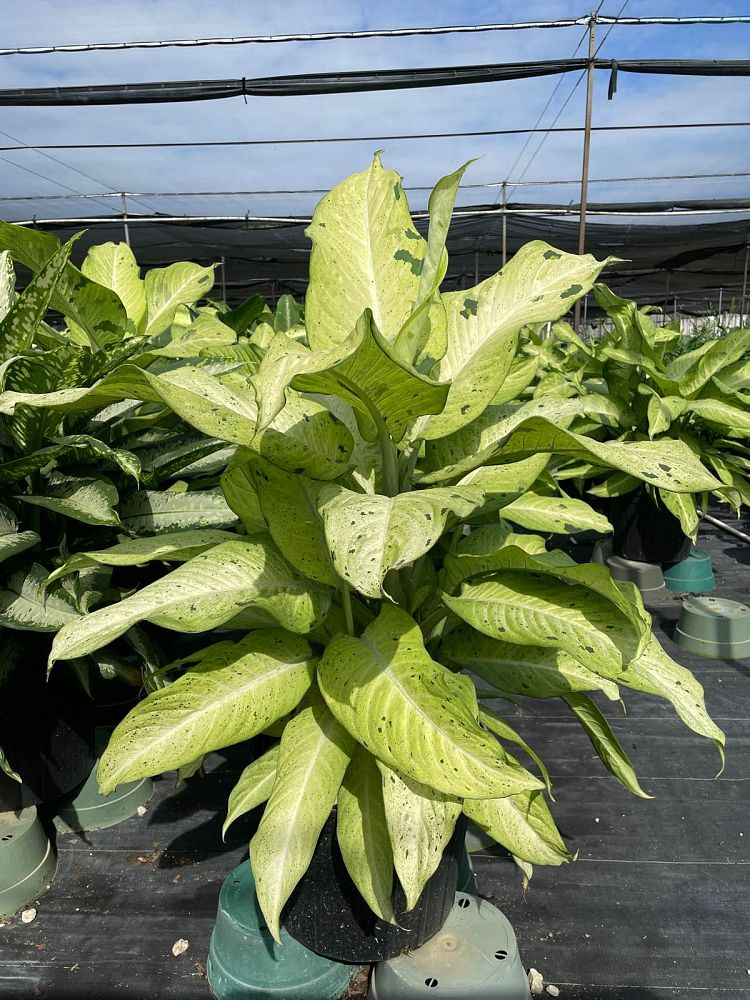 dieffenbachia-camouflage-dumbcane