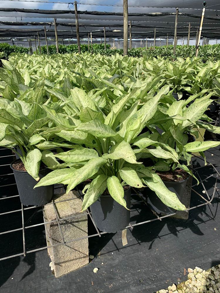 dieffenbachia-camouflage-dumbcane