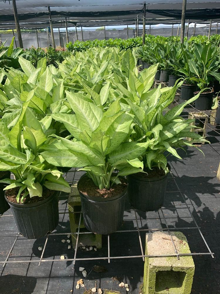 dieffenbachia-camouflage-dumbcane