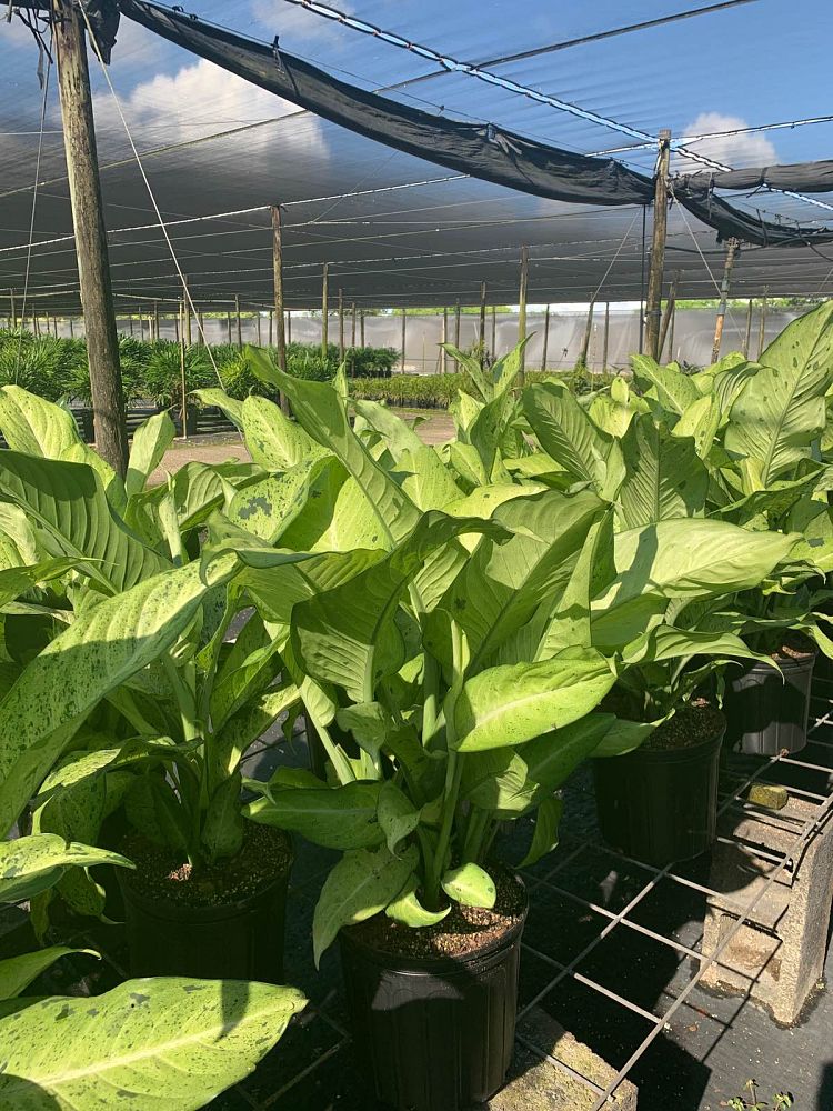 dieffenbachia-camouflage-dumbcane