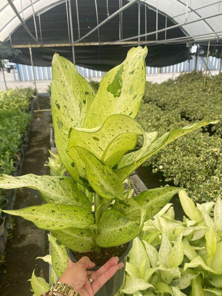 dieffenbachia-camouflage-dumbcane