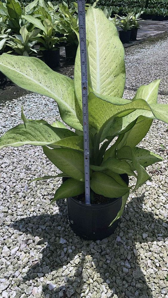 dieffenbachia-camouflage-dumbcane