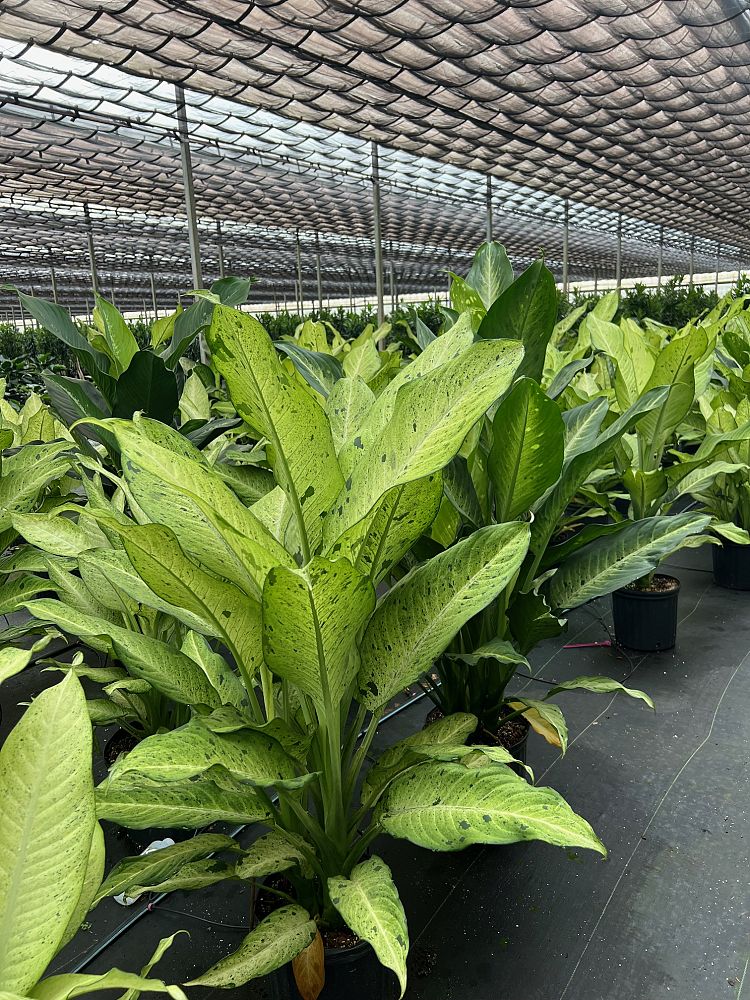 dieffenbachia-camouflage-dumbcane
