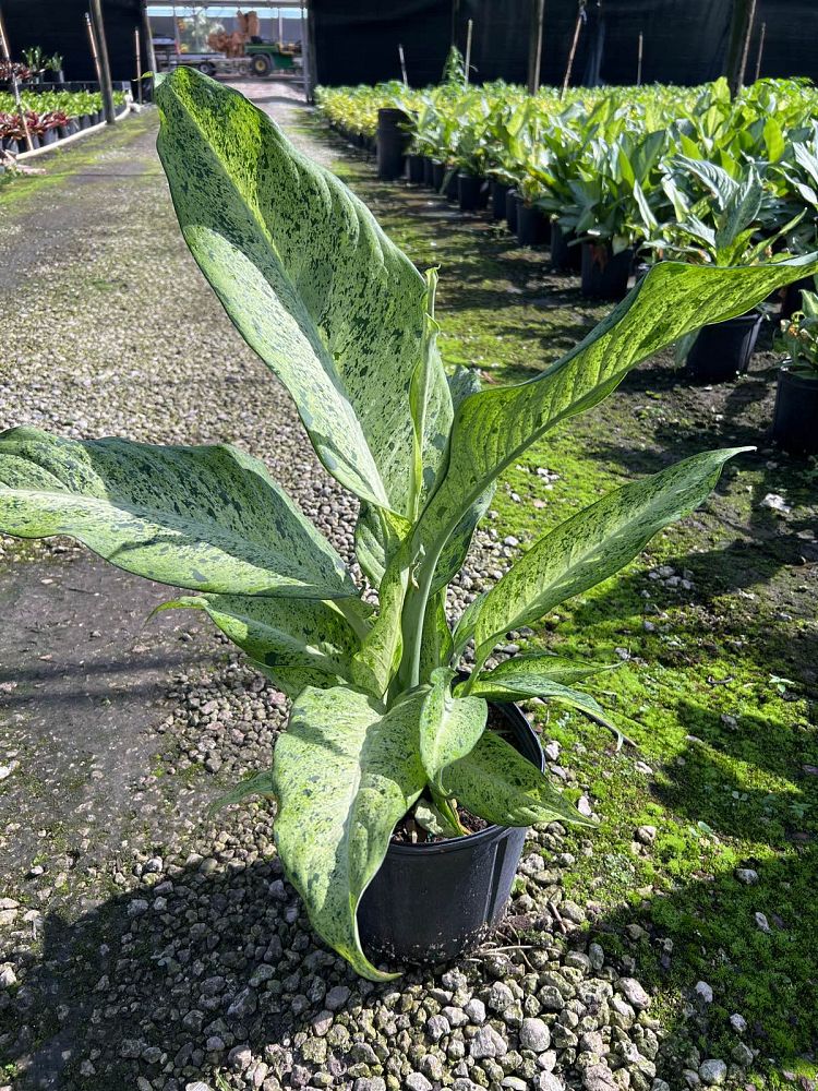 dieffenbachia-camouflage-dumbcane