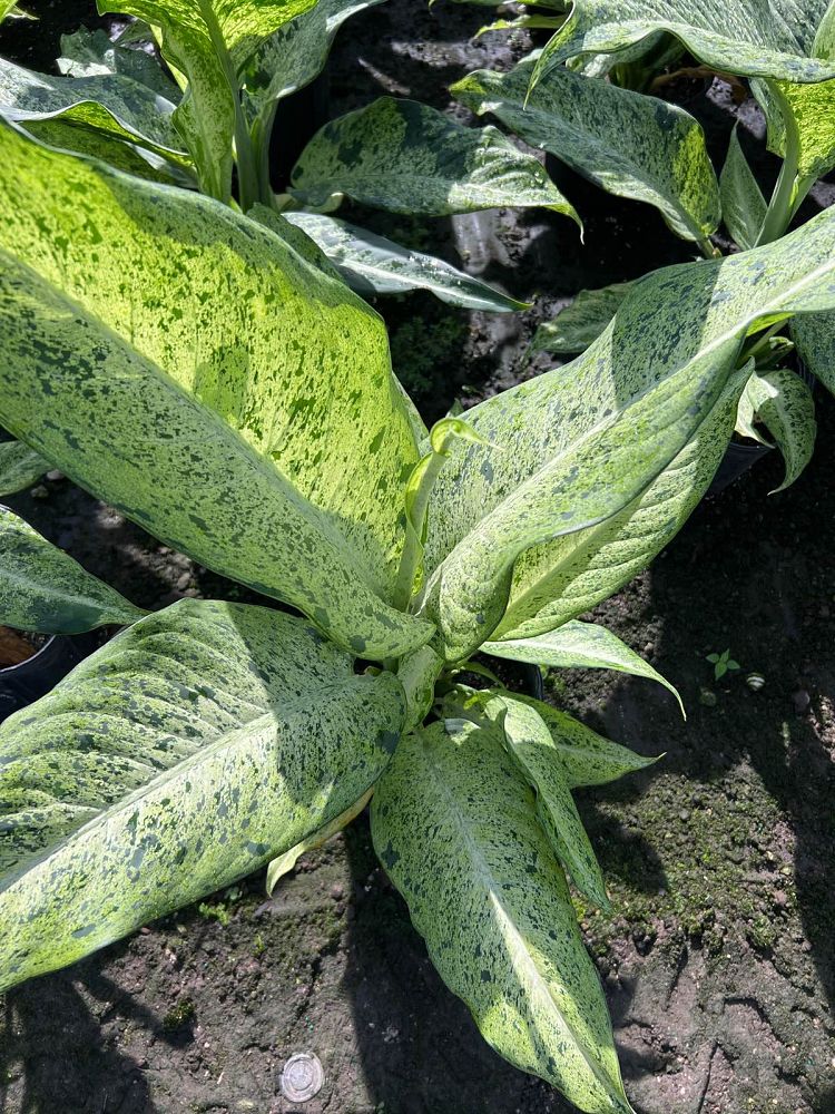 dieffenbachia-camouflage-dumbcane