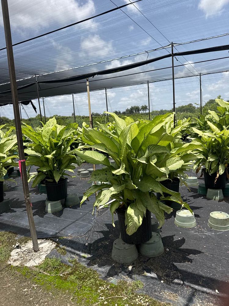 dieffenbachia-camouflage-dumbcane