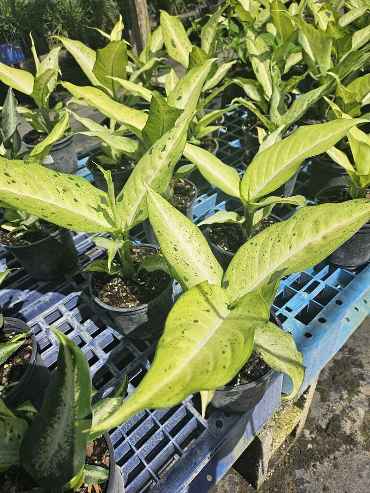 dieffenbachia-camouflage-dumbcane