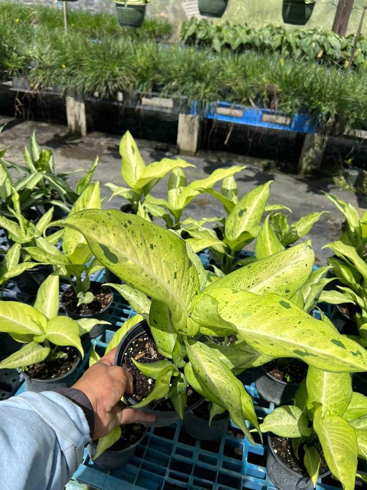 dieffenbachia-camouflage-dumbcane