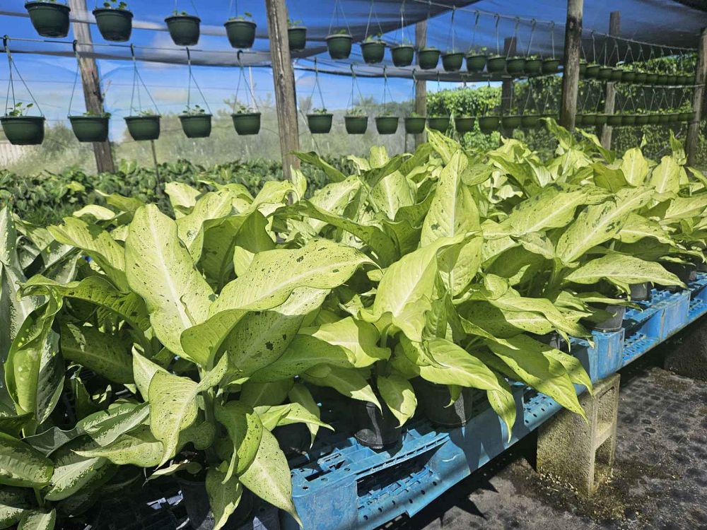 dieffenbachia-camouflage-dumbcane
