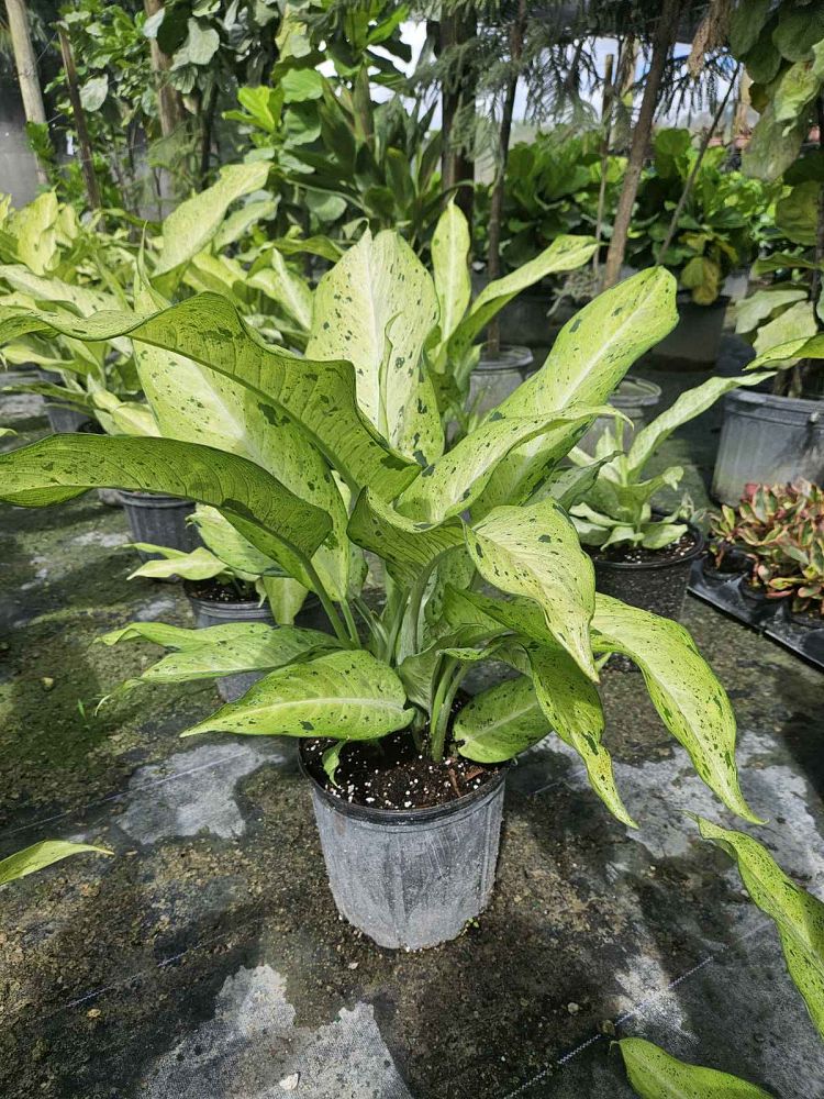 dieffenbachia-camouflage-dumbcane