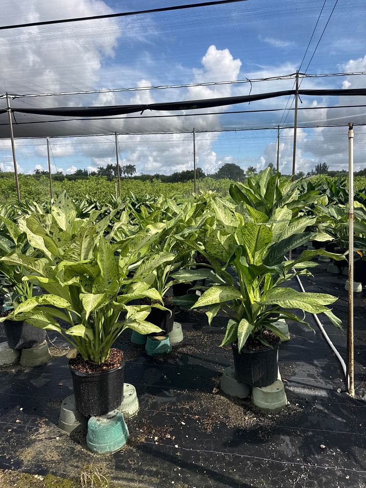 dieffenbachia-camouflage-dumbcane