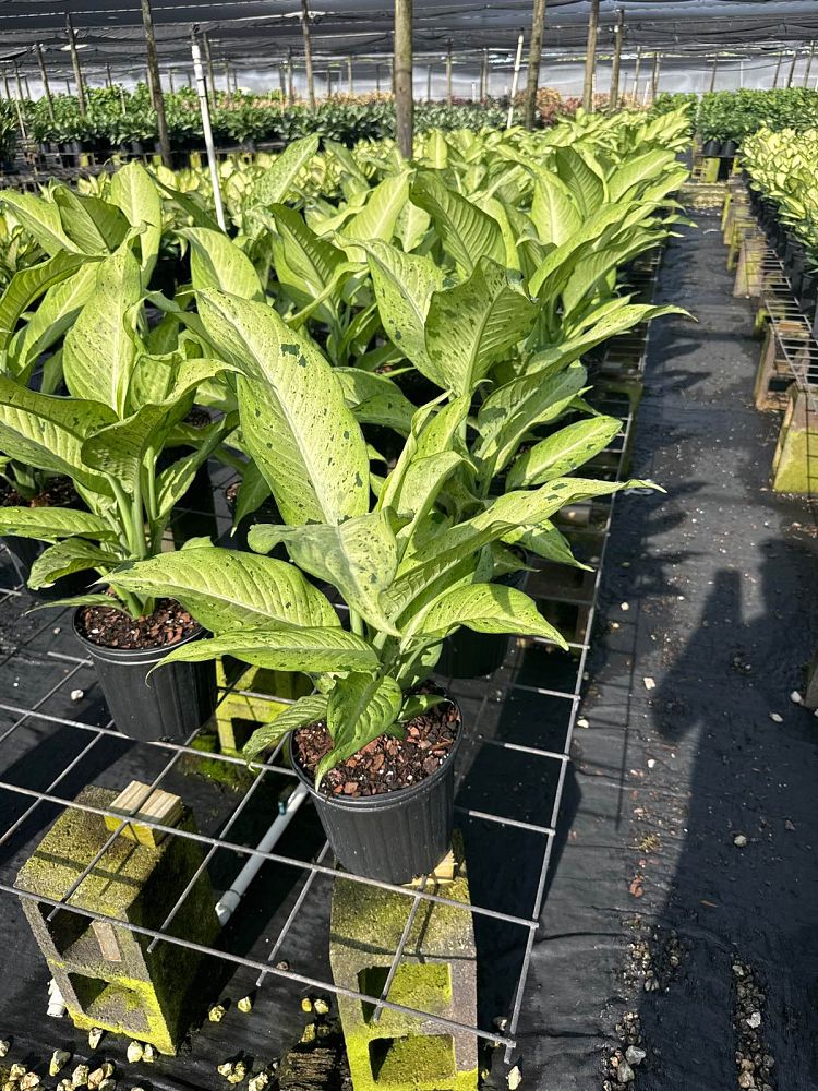 dieffenbachia-camouflage-dumbcane