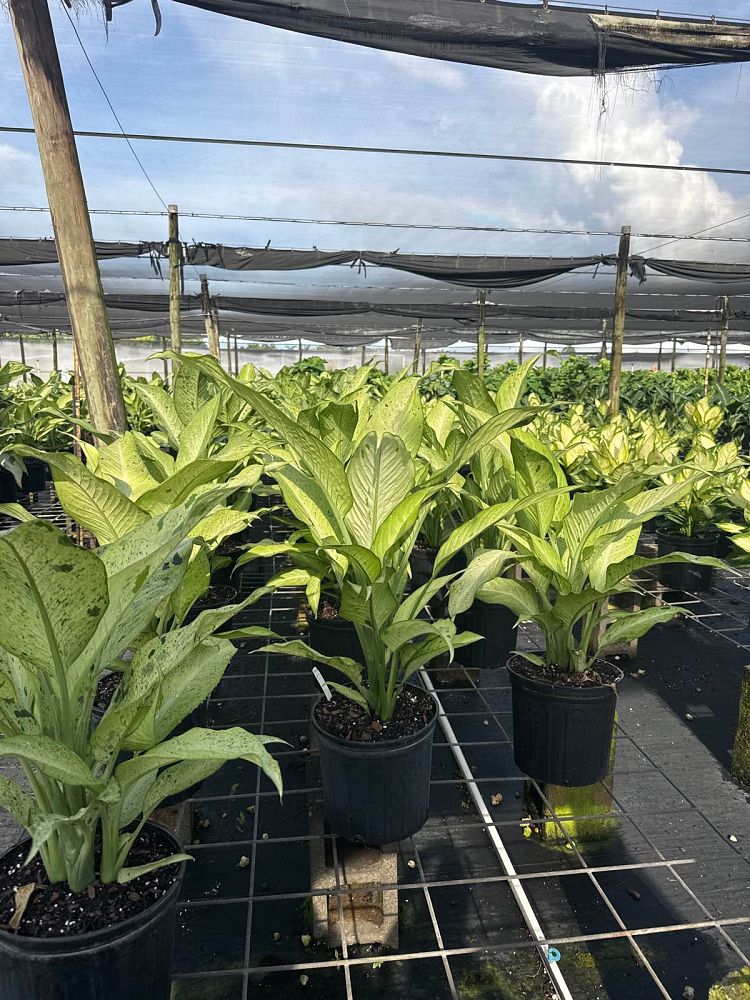 dieffenbachia-camouflage-dumbcane