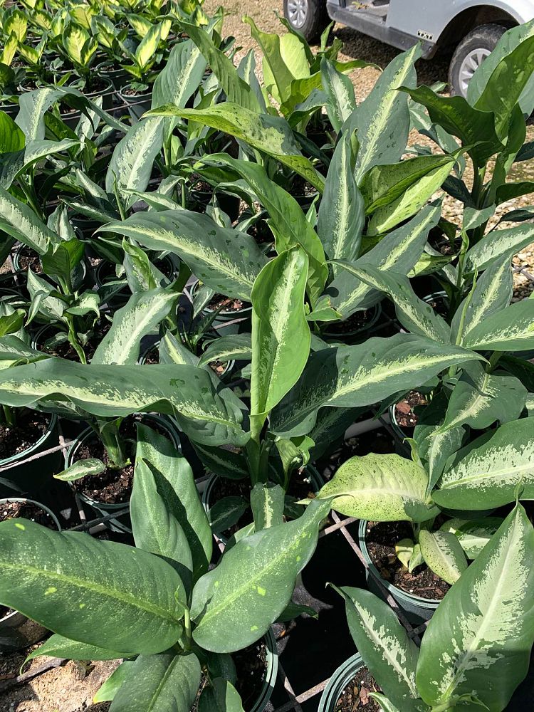 dieffenbachia-cougar-dumbcane