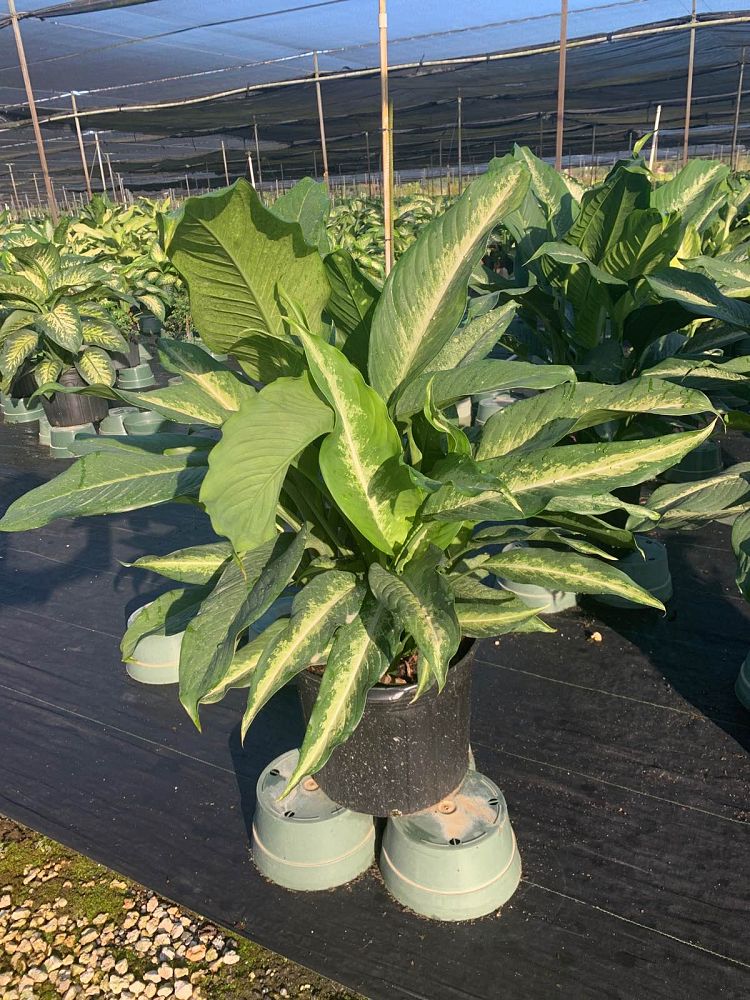 dieffenbachia-cougar-dumbcane