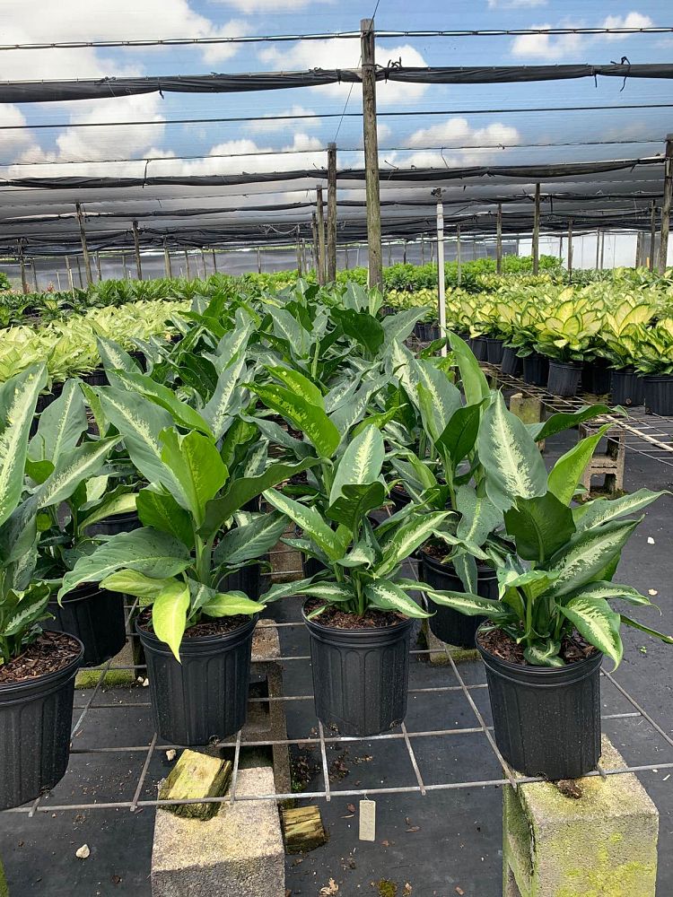 dieffenbachia-cougar-dumbcane