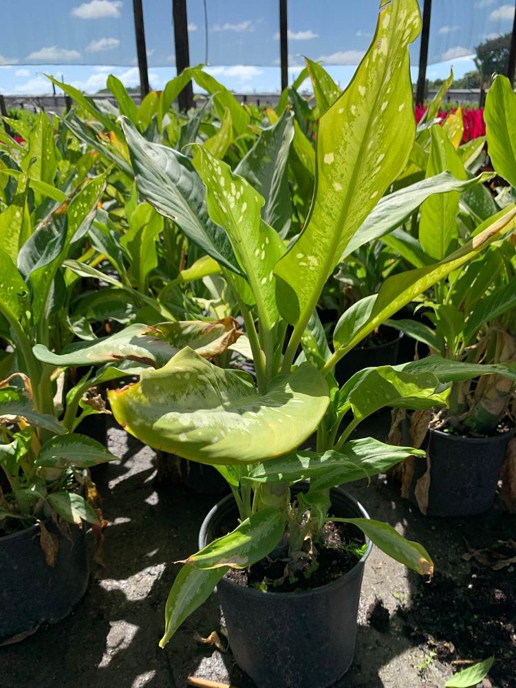 dieffenbachia-cougar-dumbcane