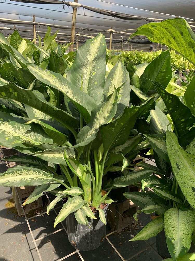 dieffenbachia-cougar-dumbcane