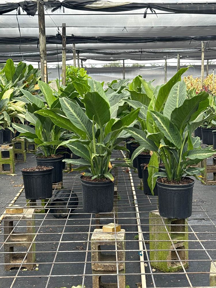 dieffenbachia-cougar-dumbcane
