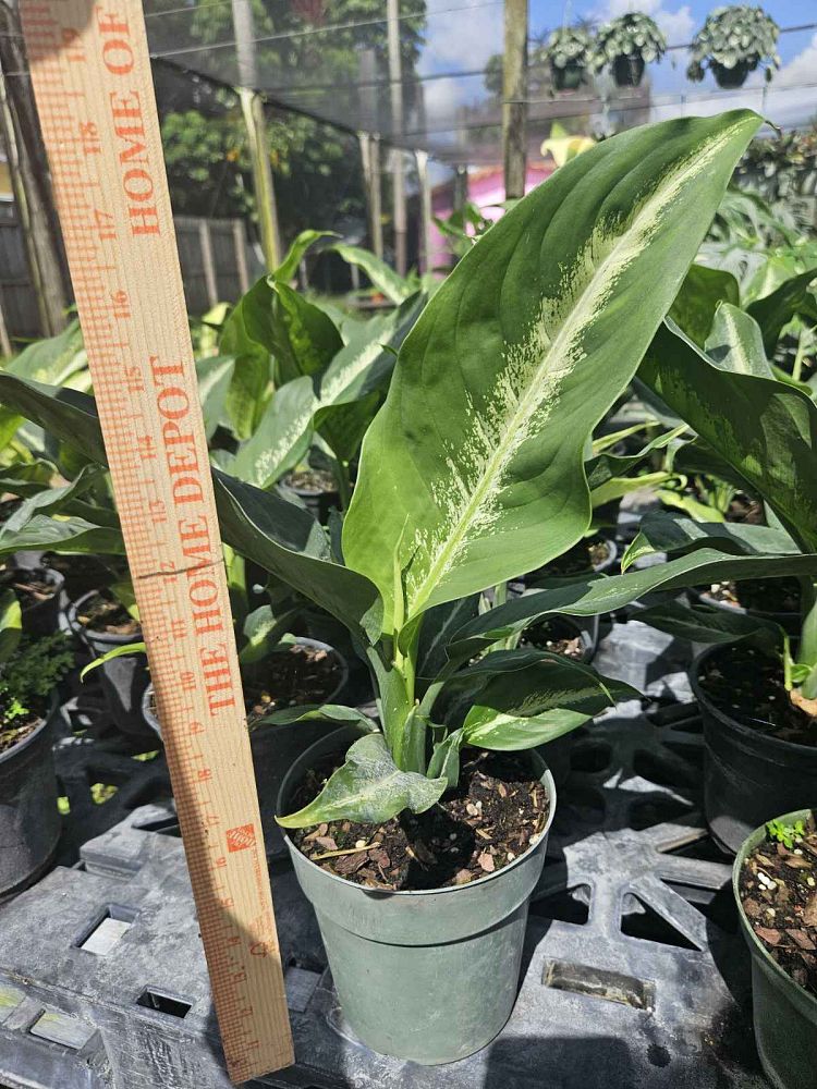 dieffenbachia-cougar-dumbcane
