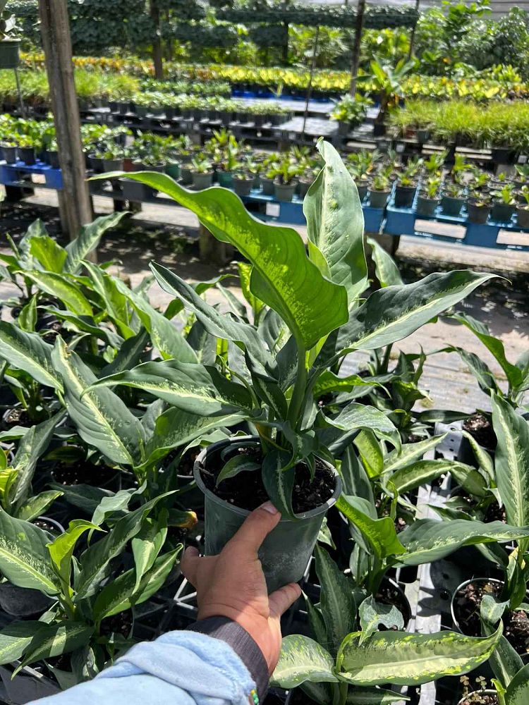 dieffenbachia-cougar-dumbcane