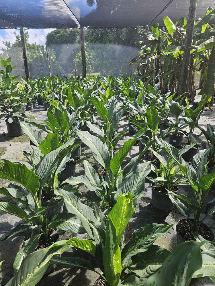 dieffenbachia-cougar-dumbcane