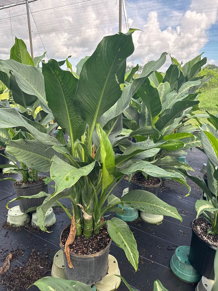 dieffenbachia-cougar-dumbcane
