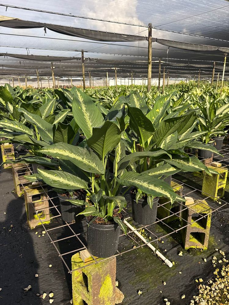 dieffenbachia-cougar-dumbcane