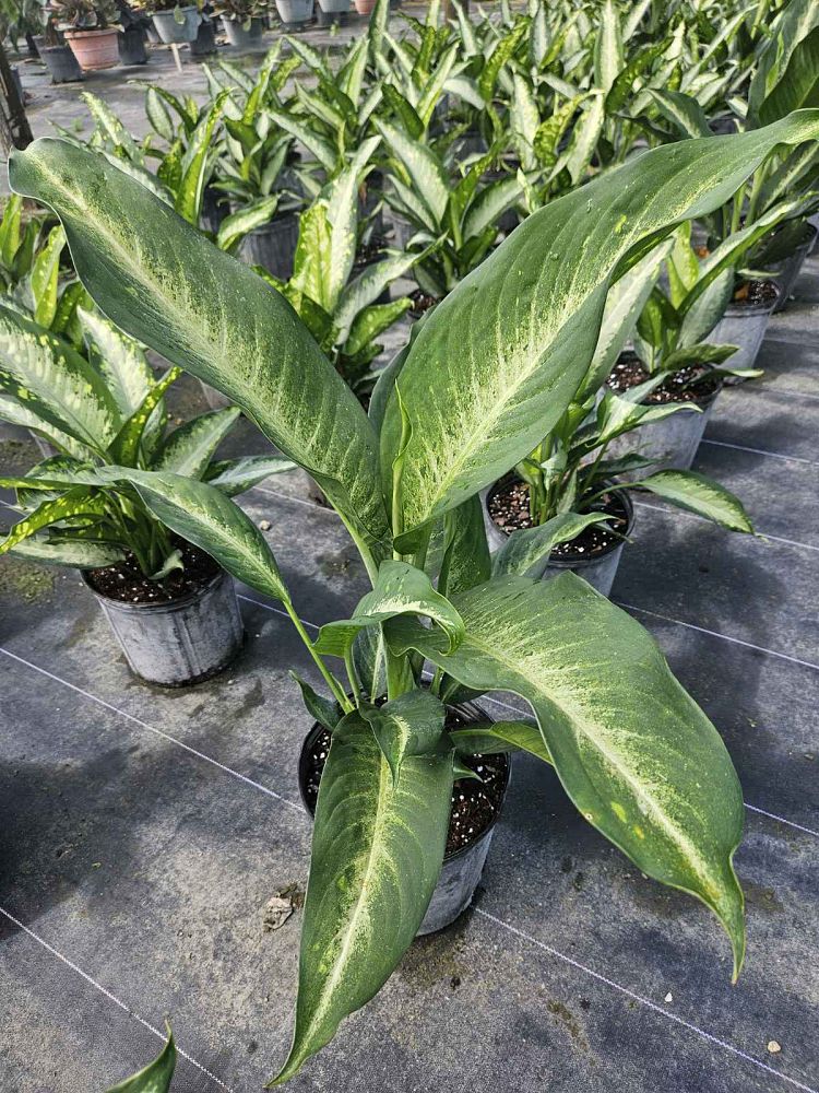 dieffenbachia-cougar-dumbcane