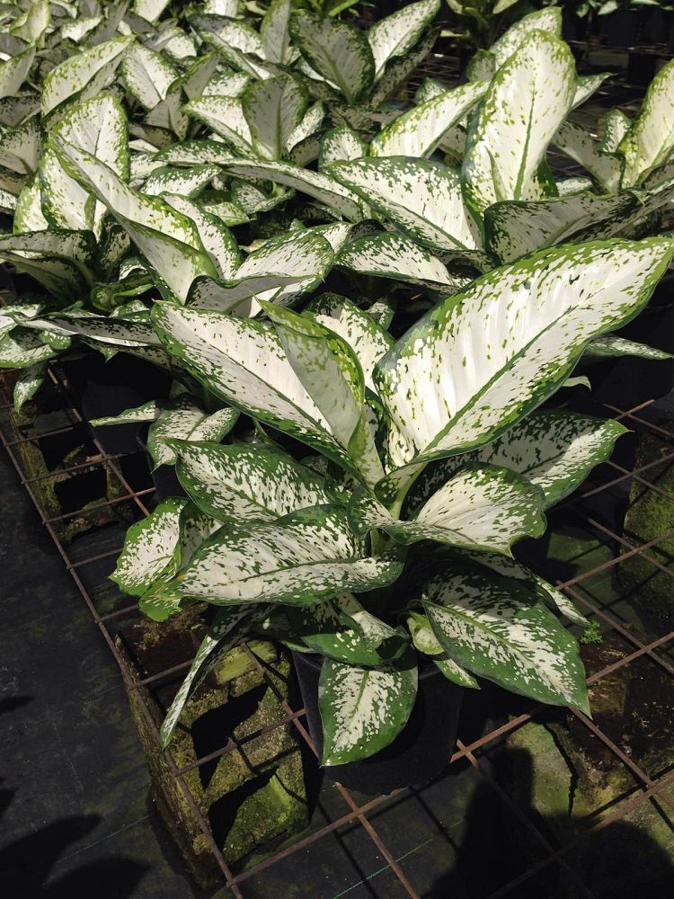 dieffenbachia-delilah-dumbcane