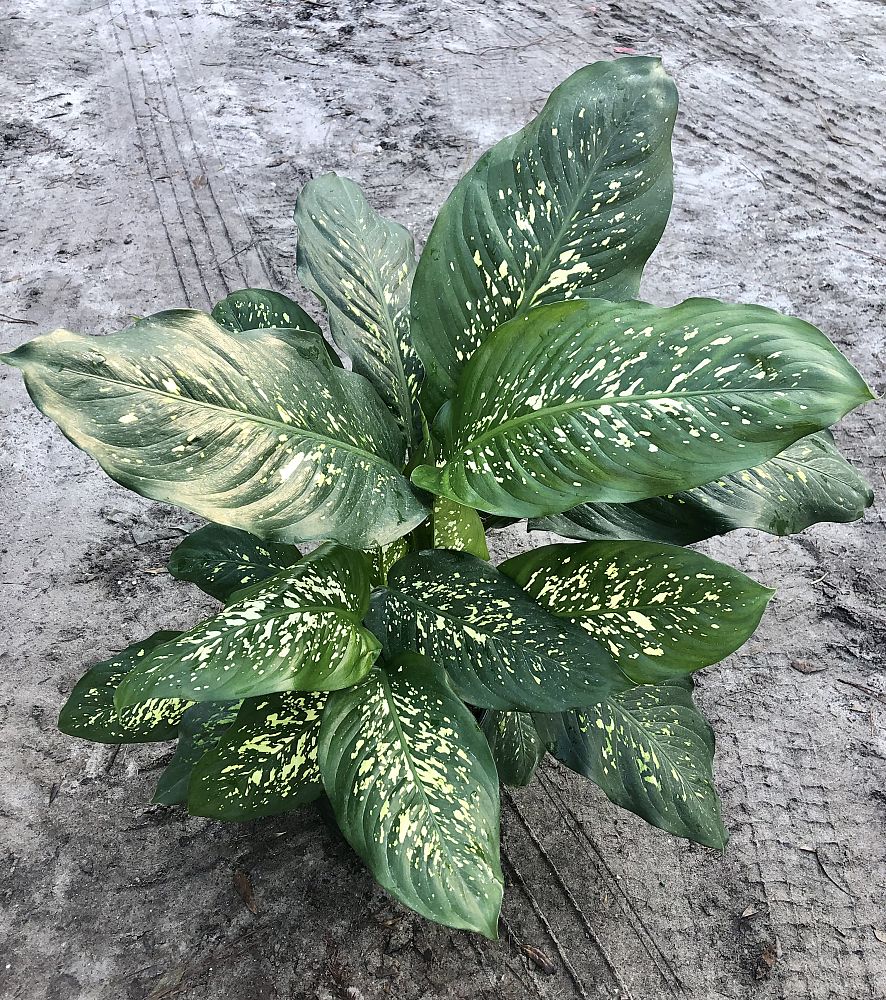 dieffenbachia-dumbcane