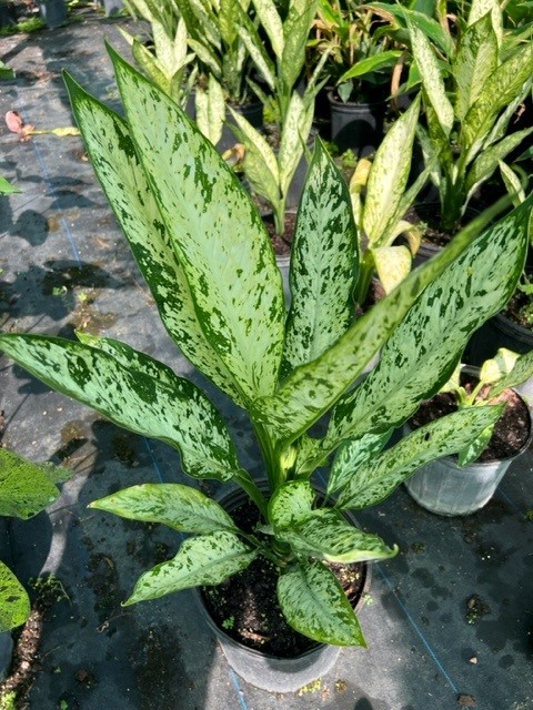 dieffenbachia-dumbcane