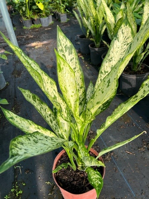 dieffenbachia-dumbcane