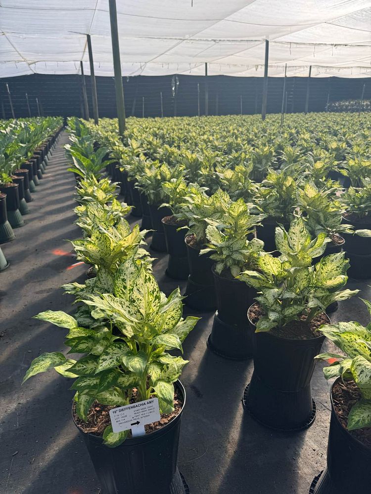dieffenbachia-dumbcane
