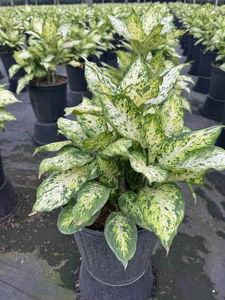 dieffenbachia-dumbcane