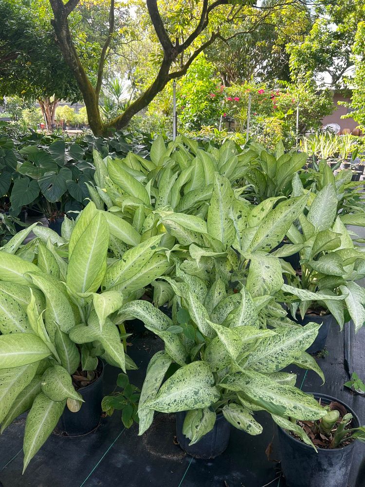 dieffenbachia-dumbcane